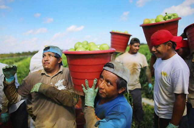 <p>Migrantes cargan cubetas con tomates en una plantación en Florida. Foto AFP/Joe RaedleFLORIDA CITY, FL - FEBRUARY 06: Workers carry buckets of tomatoes as they harvest them in the fields of DiMare Farms on February 6, 2013 in Florida City, Florida. The United States government and Mexico reached a tentative agreement that would go into effect around March 4, on cross-border trade in tomatoes, providing help for the Florida growers who said the Mexican tomato growers were dumping their product on the U.S. markets. Joe Raedle/Getty Images/AFP</p>