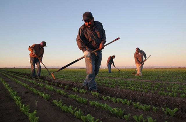 <p>Migrantes trabajan en una plantación en Holtville, California. Foto AFP/ John Moore HOLTVILLE, CA - OCTOBER 08: Mexican agricultural workers cultivate romaine lettuce on a farm on October 8, 2013 in Holtville, California. Thousands of Mexican workers cross the border legally each night from Mexicali, Mexico into Calexico, CA, where they pick up work as agricultural day laborers in California's fertile Imperial Valley. Although the Imperial Valley, irrigated from water diverted from the Colorado River, is one of the most productive agricultural areas in the United States, it has one of the highest unemployment rates in California, at more than 25 percent. Mexican farm workers commute each day from Mexicali to work in the fields for about $9 an hour, which many local U.S. residents shun as too low pay. John Moore/Getty Images/AFP</p>
