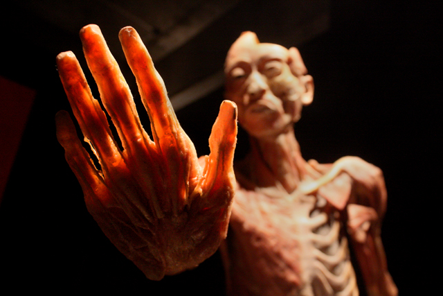 La exposición de cuerpos humanos y órganos reales es apta para todo público y pretende que los visitantes entiendan el cuerpo como un todo.