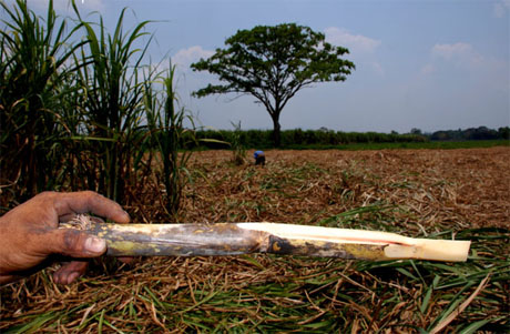 Cañaveral de azúcar.