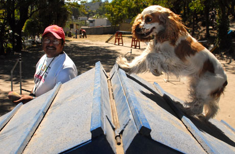 Mario Castro durante entrenamiento de destrezas con una cocker spaniel. Foto Mauro Arias