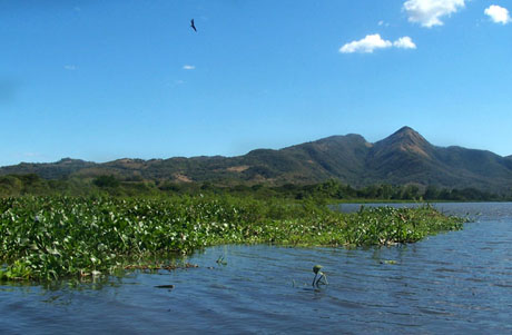 El jacinto de agua crece en las orillas de la laguna de Olomega sin control por la gran cantidad de contaminaci&oacute;n con heces fecales y residuos org&aacute;nicos. Al podrirse estas plantas, provocan sedimiento y aceleran el proceso de disminuci&oacute;n de agua en la lag