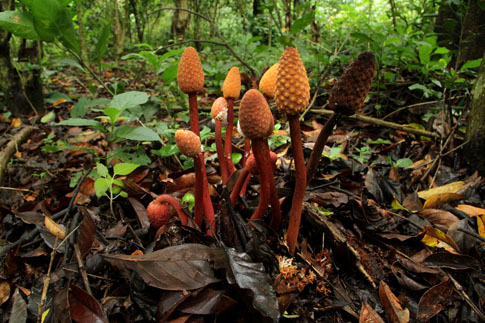 La planta parásita de la familia Balanophoraceae es uno de los extraños habitantes del suelo de los cafetales de El Espino. Foto Mauro Arias