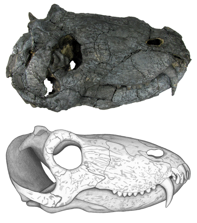 Foto y dibujo que hizo Cisneros del cráneo del 'Pampaphoneus biccai'.