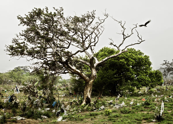 El Arroz Frito De La Estola Del Ladrón Del Mono De Turistas Subió Arriba En  Un árbol Y Lo Come Imagen de archivo - Imagen de playa, divertido: 154105821